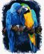 Картина за номерами Два папуги
