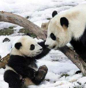 Панда принадлежит к числу самых редких животных и занесена в Красную книгу.