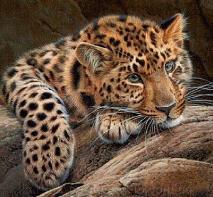 Картина стразами по номерам на подрамнику Леопард