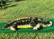 Мягкая игрушка большой крокодил 125 см