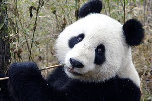 Найрідкісніші тварини: бамбуковий ведмідь - панда